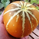 12 Seeds Golden Swan Melon Pumpkin