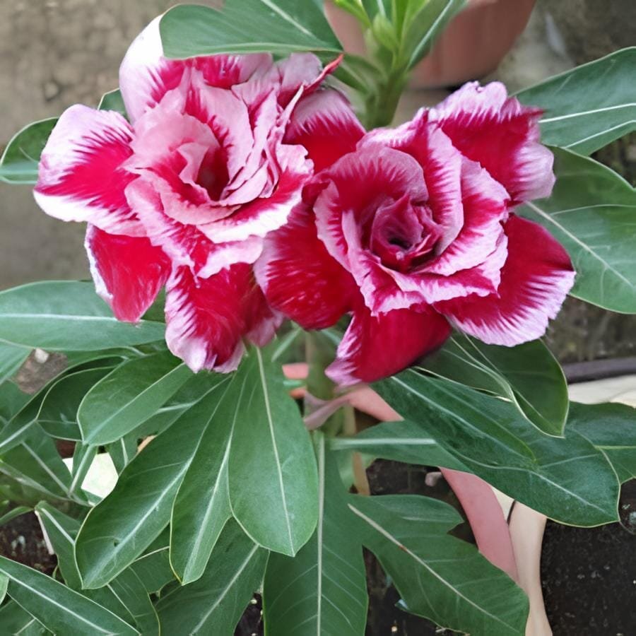 4 Seeds 'Budgerigar' White Rose Red Adenium Desert Rose