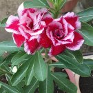4 Seeds 'Budgerigar' White Rose Red Adenium Desert Rose