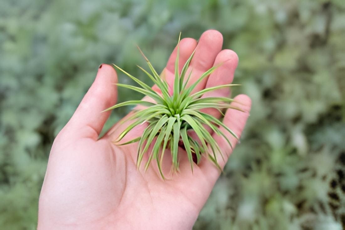 10 seeds Tillandsia Ionantha Guatamala.