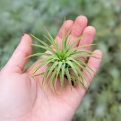 10 seeds Tillandsia Ionantha Guatamala.