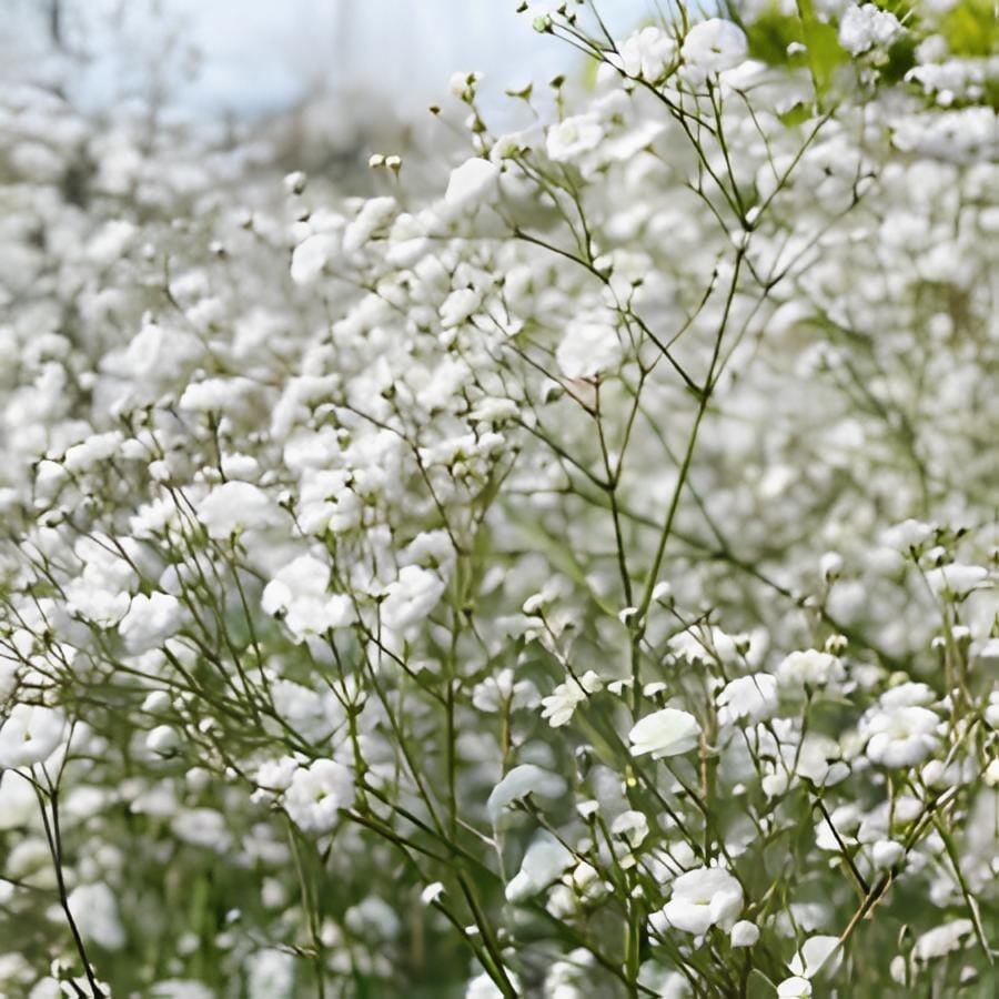 120 Seeds Gypsophila Snowflake Seeds White Baby's Breath