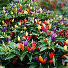 70 seeds Ornamental hot Pepper