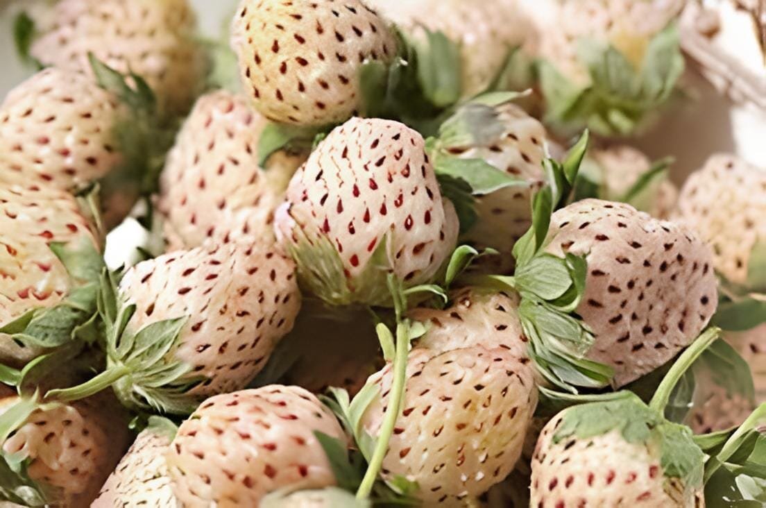 80 Seeds Pineberry Fruit