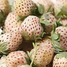 80 Seeds Pineberry Fruit