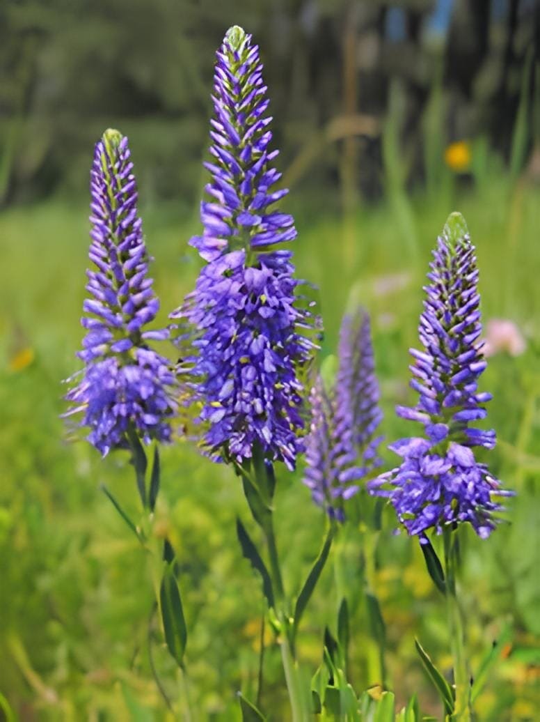 100 Seeds Veronica Spicata Speedwell Flower