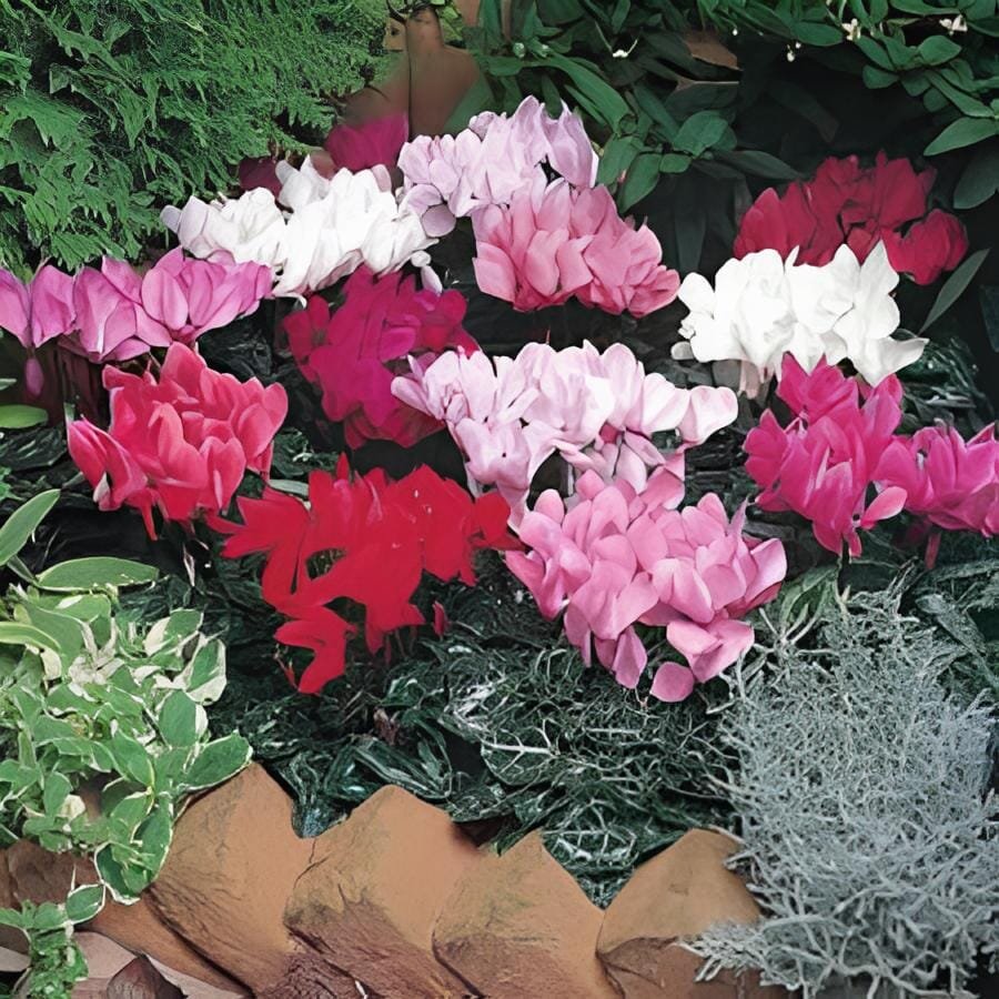 10 Seeds Heirloom Cyclamen Grandiflorum 'Lazer Mixed' F1