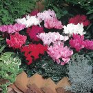 10 Seeds Heirloom Cyclamen Grandiflorum 'Lazer Mixed' F1