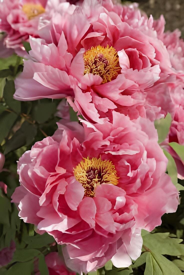 10 Seeds New Pure Pink Curly Tree Peony Flower