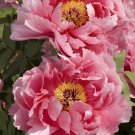 10 Seeds New Pure Pink Curly Tree Peony Flower