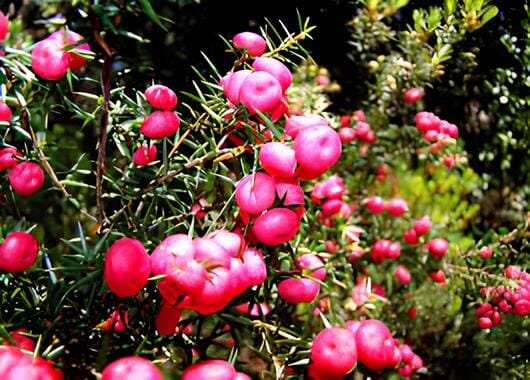 80 seeds Heirloom Pink Mountain Berry
