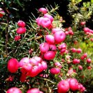 80 seeds Heirloom Pink Mountain Berry