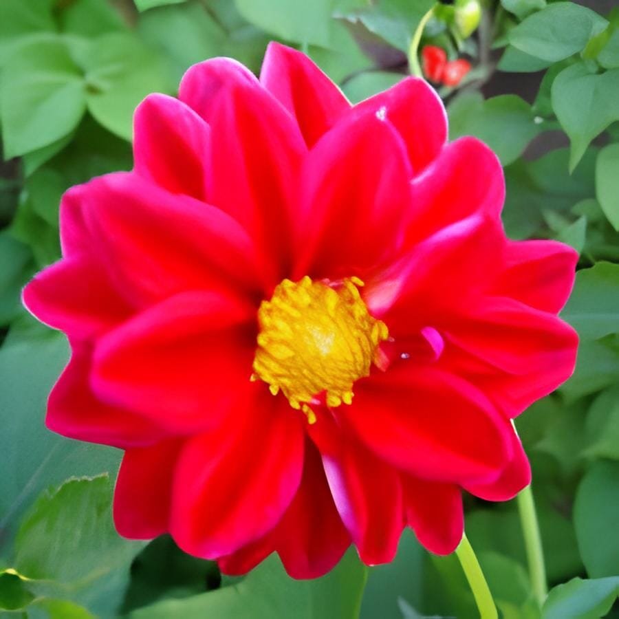 100 Seeds Middle-sized Red Dahlia Shrub Perennial Flower