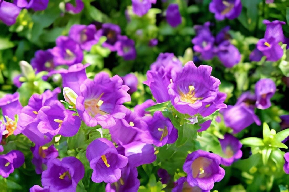 60 Seeds Canterbury Bells Perennial Flower