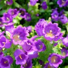 60 Seeds Canterbury Bells Perennial Flower