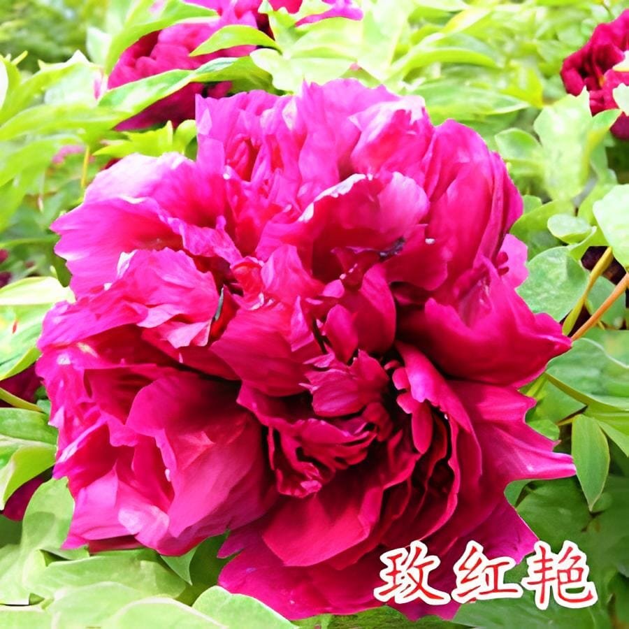 10 Seeds New Heirloom Water Pink Red StripeTree Peony Flower 'Hua Xin'