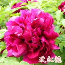 10 Seeds New Heirloom Water Pink Red StripeTree Peony Flower 'Hua Xin'