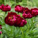 10 Seeds Red Single Peony Bush Flower