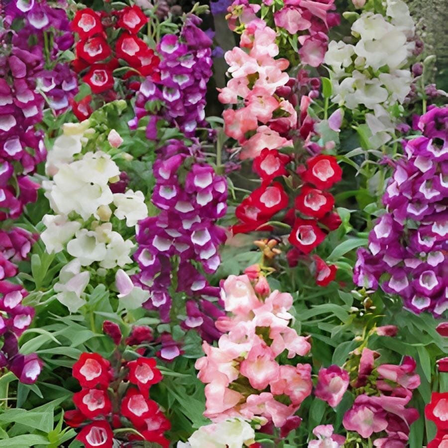 100 Seeds Mixed Beardtongues Penstemon Perennial Flowering Plant