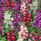 100 Seeds Mixed Beardtongues Penstemon Perennial Flowering Plant