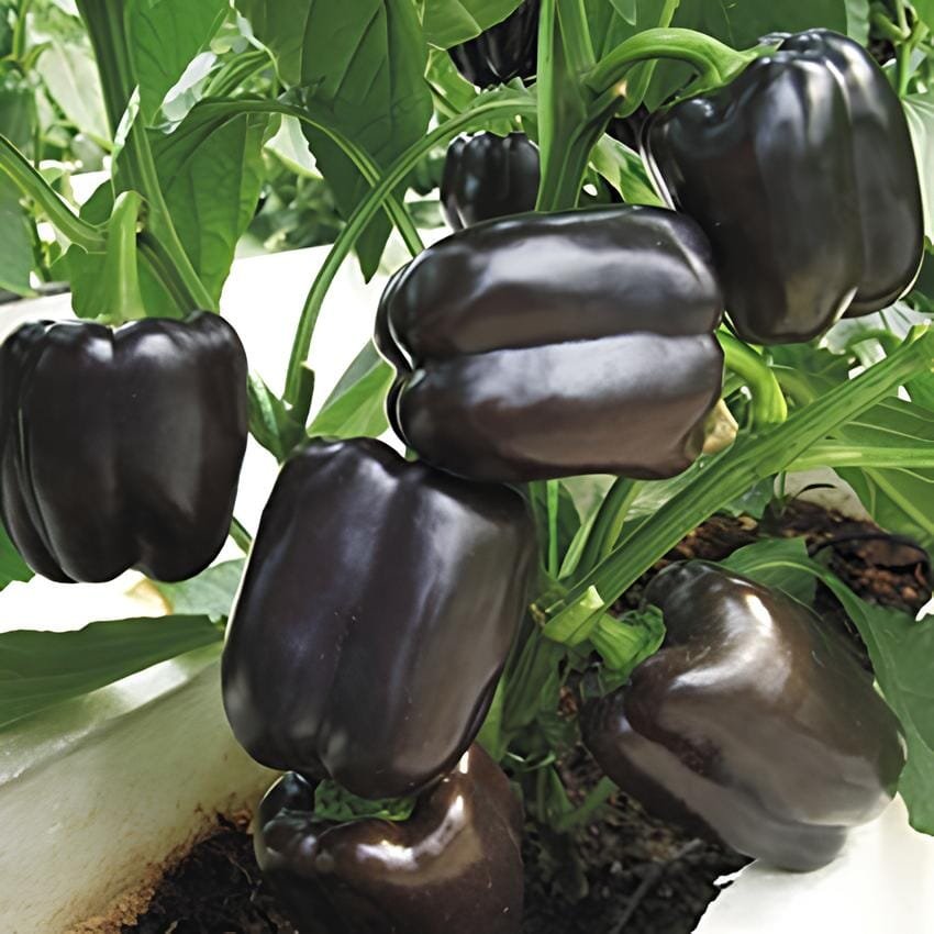 20 Seeds Anhui Dark Purple Sweet Pepper F1