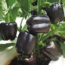20 Seeds Anhui Dark Purple Sweet Pepper F1