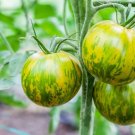 40 Seeds Middle Green Tomato with Yellow Stripe Organic