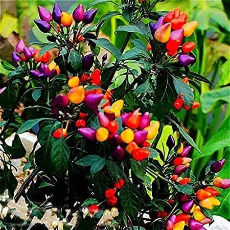 70 Seeds Anhui Heirloom Colorful Hot Ornamental Pepper Organic