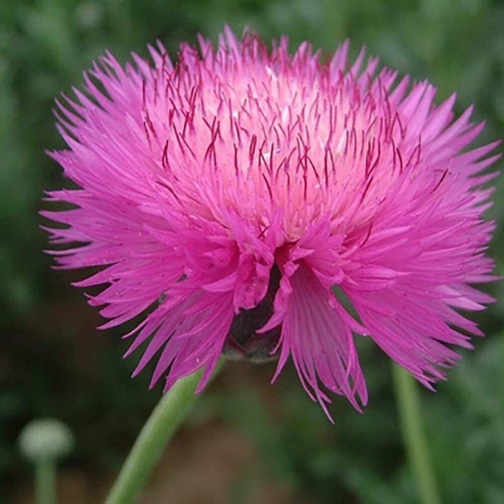 80 Seeds Pink Sweet Sultan Cornflower