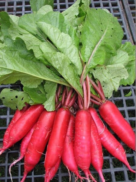 1000 Seeds Big Red Radish Vegetable F1
