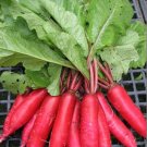 1000 Seeds Big Red Radish Vegetable F1