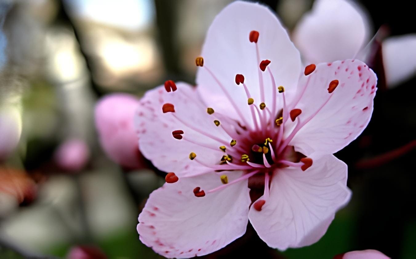 270 Seeds Oriental Cherry Sakura