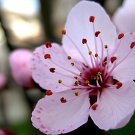 270 Seeds Oriental Cherry Sakura