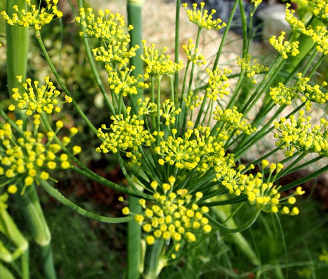 50 Seeds New Fresh Bulbing Fennel Foeniculum Vulgare Dulce Finale Herb