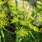50 Seeds New Fresh Bulbing Fennel Foeniculum Vulgare Dulce Finale Herb