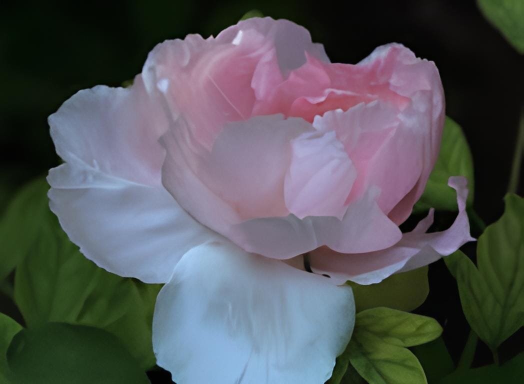 10 Seeds Rare Light Pink Monopetalous Peony 'Shui Xian Zi'