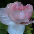 10 Seeds Rare Light Pink Monopetalous Peony 'Shui Xian Zi'