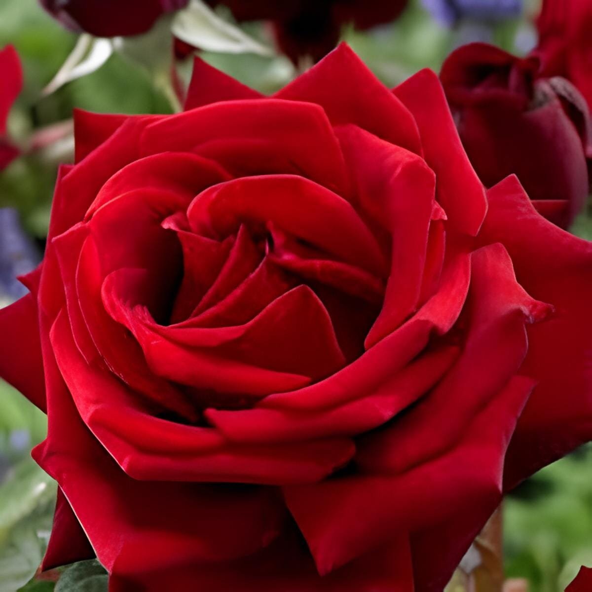 100 Seeds New Midnight Supreme Rose Pink