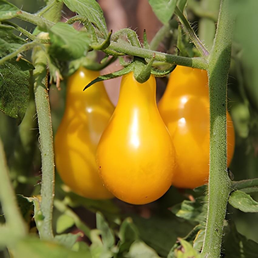 200 Seeds Yellow Pear' Organic Heirloom Tomato