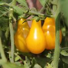 200 Seeds Yellow Pear' Organic Heirloom Tomato