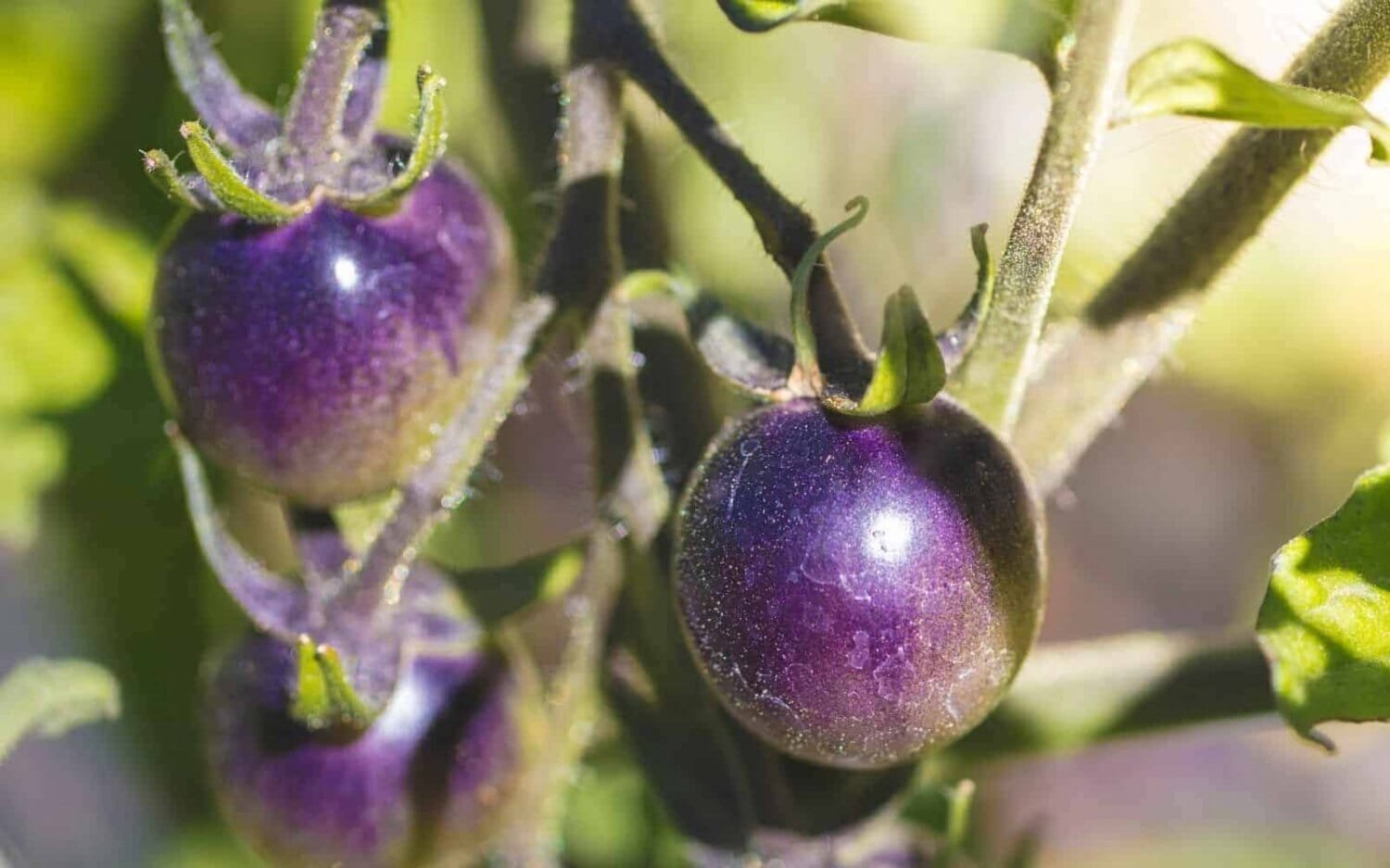 600 Seeds Purple Rose Cherry Tomato