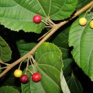 100 Seeds Grewia Asiatica Leaves Phalsa Falsa
