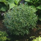 50 Seeds Eed Ilex Glabra