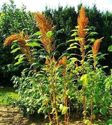 200 Seeds Golden Giant Amaranth