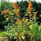200 Seeds Golden Giant Amaranth