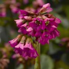 100 Seeds Bergenia Bulk Non-Hybrid