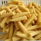 100 Seeds Mini Baby Sweet Corn
