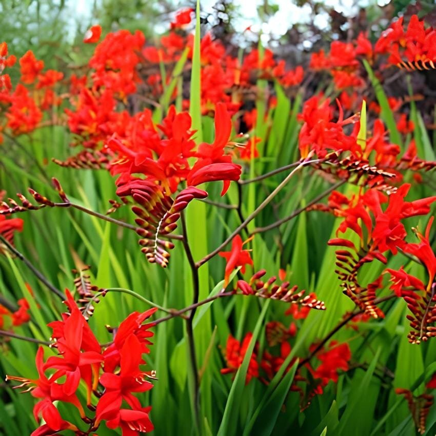 200 Seeds Crocosmia Lucifer Plant