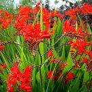 200 Seeds Crocosmia Lucifer Plant