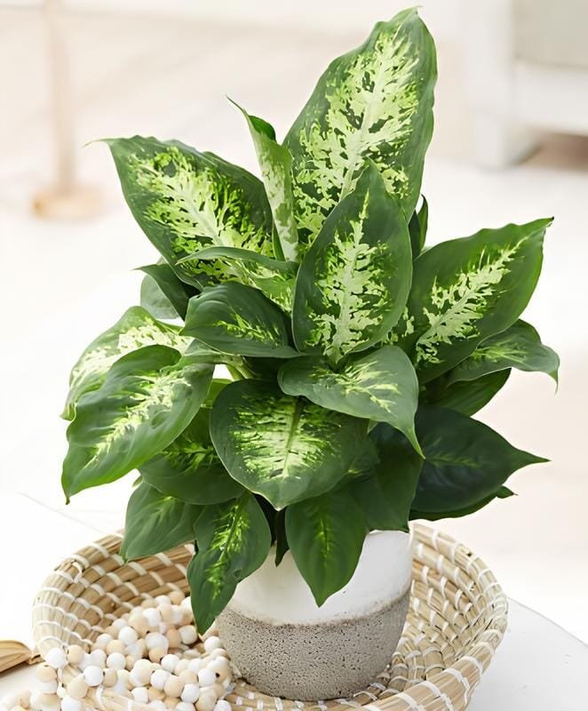 100 Seeds Dieffenbachia Live Plant Easy to Seasons